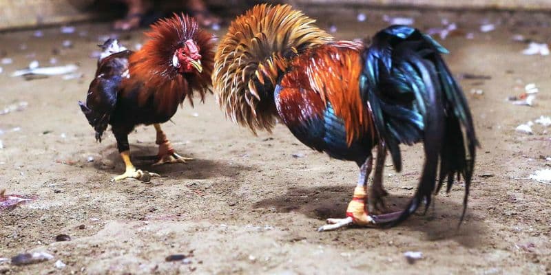 cac giai da ga truc tuyen new88