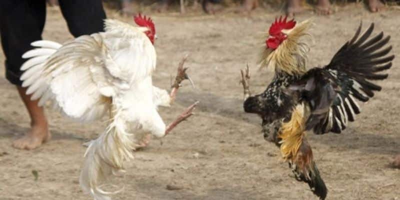 cac manh khoe da ga mang su dung rong rai