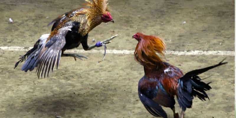 da ga tro cho noi tieng tai song bai new world