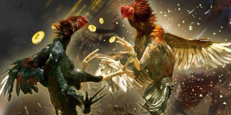 duong truyen da ga truc tuyen on dinh