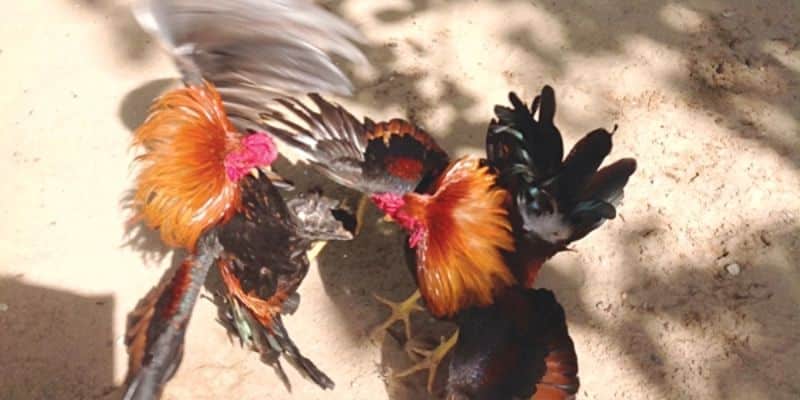 manh khoe da ga mang gan chip dien tu