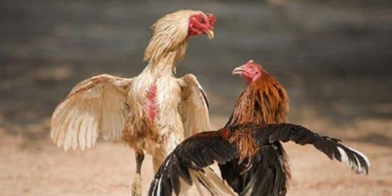 manh khoe da ga mang nho tam thuoc