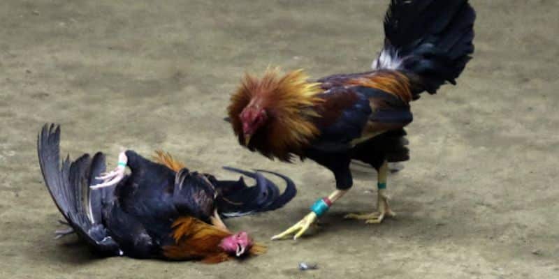 nhan biet manh khoe da ga mang