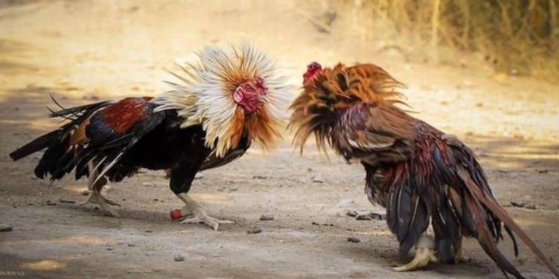 uu dai su kien khuyen mai khung xem da ga truc tiep online new88