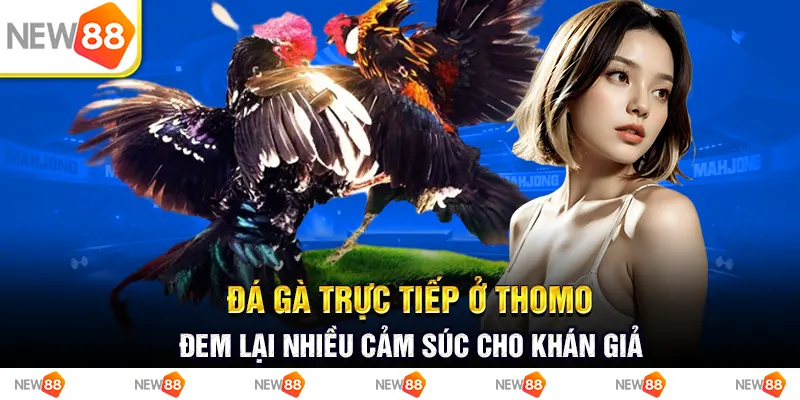 Đá gà trực tiếp ở thomo- đem lại nhiều cảm súc cho khán giả