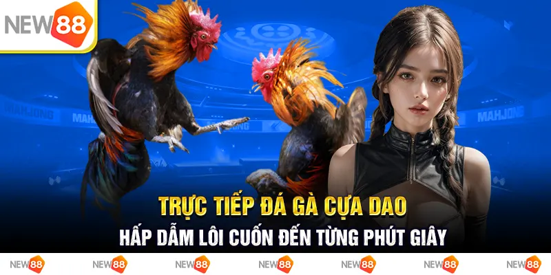 Trực tiếp đá gà cựa dao - hấp dẫm lôi cuốn đến từng phút giây