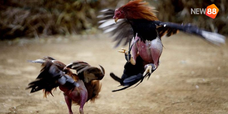 Trực tiếp đá gà cựa dao - Hấp dẫn lôi cuốn đến từng phút giây 4 trực tiếp đá gà cựa dao