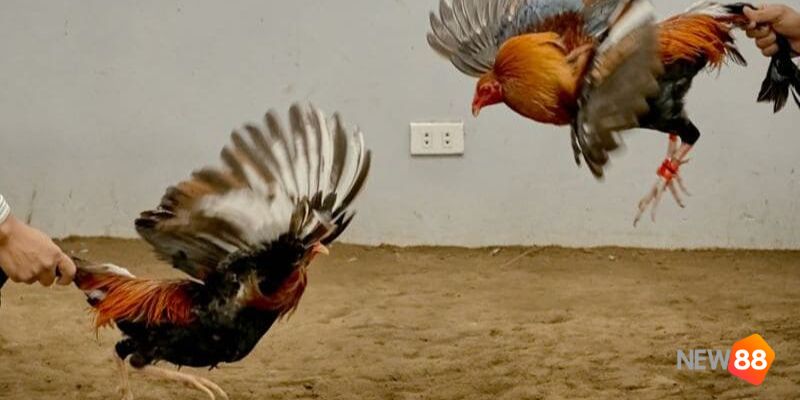 Trực tiếp đá gà tre chất lượng uy tín nhất thị trường Việt Nam 2 trực tiếp đá gà tre