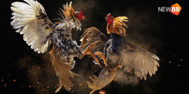 Trực tiếp đá gà tre chất lượng uy tín nhất thị trường Việt Nam 4 trực tiếp đá gà tre