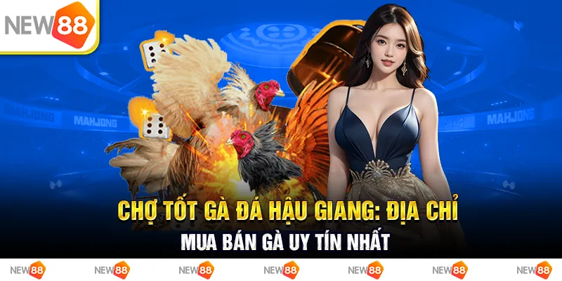 Chợ tốt gà đá Hậu Giang: địa chỉ mua bán gà uy tín nhất
