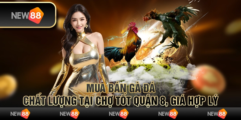 Mua bán gà đá chất lượng tại Chợ Tốt gà đá quận 8, giá hợp lý 8 Mua bán gà đá chất lượng tại Chợ Tốt quận 8, giá hợp lý