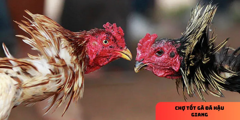 Chợ tốt gà đá Hậu Giang: địa chỉ mua bán gà uy tín nhất 4 Quan sát kỹ dáng đứng và sức khỏe để chọn gà chất lượng.