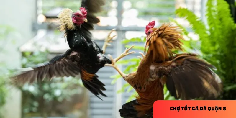 Mua bán gà đá chất lượng tại Chợ Tốt gà đá quận 8, giá hợp lý 2 Sự phát triển của chợ tốt gà đá quận 8