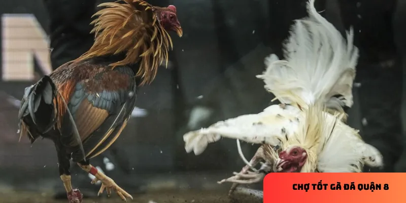 Mua bán gà đá chất lượng tại Chợ Tốt gà đá quận 8, giá hợp lý 3 Hướng dẫn mua bán tại chợ quận 8