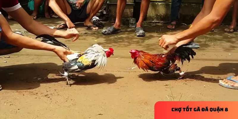 Mua bán gà đá chất lượng tại Chợ Tốt gà đá quận 8, giá hợp lý 4 3 cách chăm sóc gà đá hiệu quả