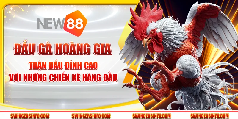 Đấu gà hoàng gia – Trận đấu đỉnh cao với chiến kê hàng đầu 4 Đấu gà hoàng gia – Trận đấu đỉnh cao với chiến kê hàng đầu