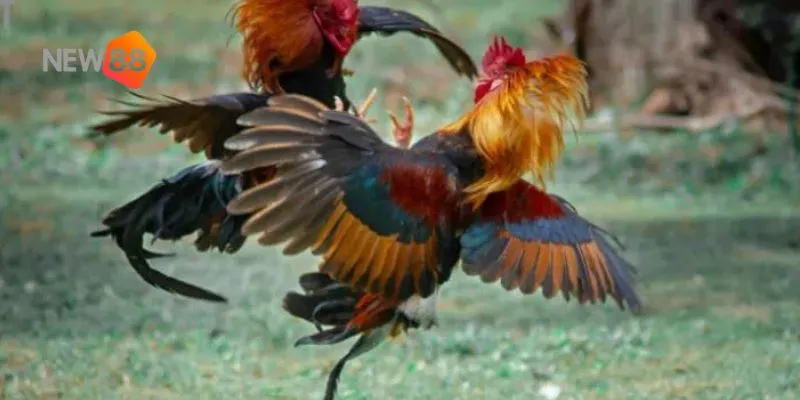 Đa dạng các loại cược mang lại trải nghiệm phong phú.