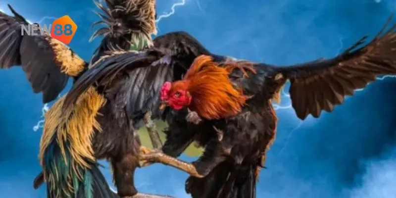 Đá gà siêu tốc – trải nghiệm cuộc đấu căng thẳng và hấp dẫn nhất 3 Tìm hiểu luật chơi cơ bản và cách tham gia trò chơi tại New88.