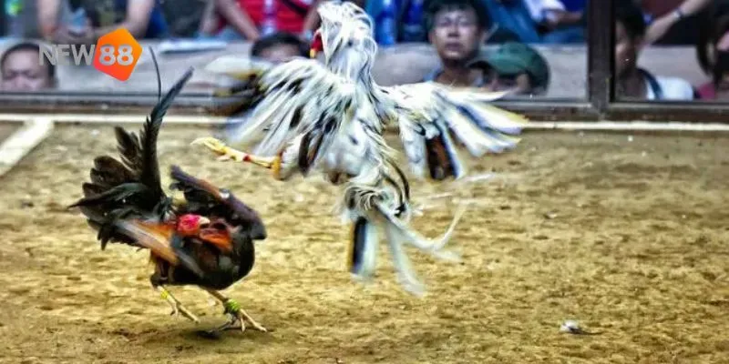 Đá gà siêu tốc – trải nghiệm cuộc đấu căng thẳng và hấp dẫn nhất 4 Khám phá những chiến thuật giúp bạn giành chiến thắng dễ dàng hơn.