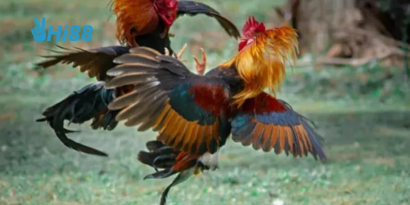 Đấu gà hoàng gia – Trận đấu đỉnh cao với chiến kê hàng đầu 3 Khuyến mãi hấp dẫn là một trong những lợi thế khi tham gia tại NEW88.