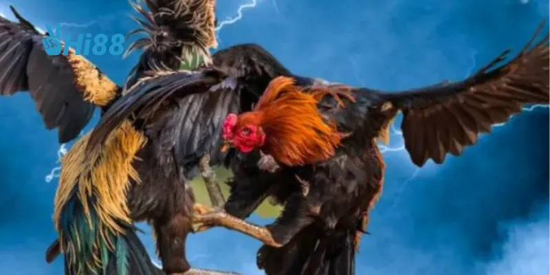 Đấu gà hoàng gia – Trận đấu đỉnh cao với chiến kê hàng đầu 4 Chất lượng dịch vụ và hỗ trợ khách hàng