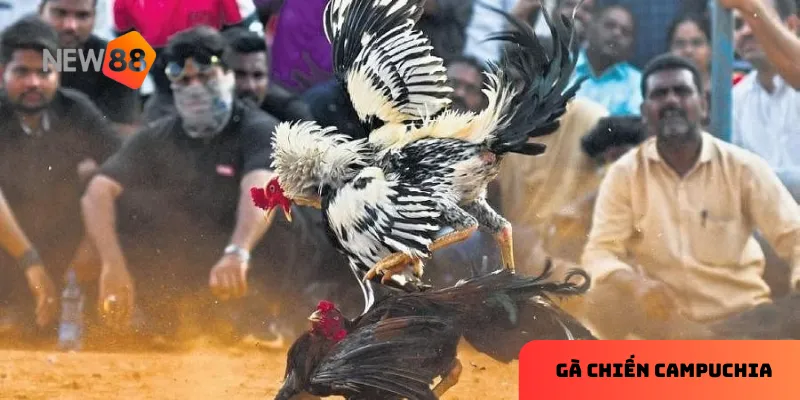 Gà chiến Campuchia: Trận đấu đỉnh cao với cơ hội cược thắng lớn 4 Giao diện thân thiện giúp người chơi tập trung vào trải nghiệm.