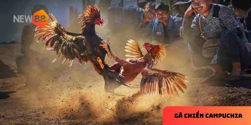 Gà chiến Campuchia: Trận đấu đỉnh cao với cơ hội cược thắng lớn 2 Những đặc điểm nổi bật tạo nên sức hút riêng của gà chiến Campuchia.
