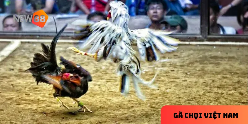 Văn hóa truyền thống trong gà chọi