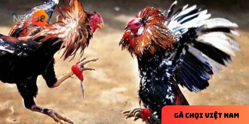 Chăm sóc và huấn luyện gà