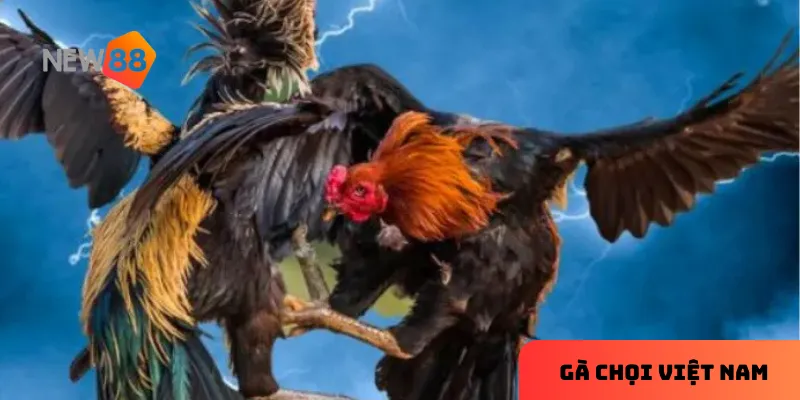 Sự hấp dẫn của gà chọi Việt Nam