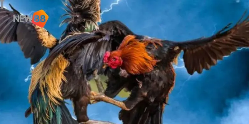 Gà nòi thách đấu: trận đấu mãn nhãn với cơ hội cược siêu hấp dẫn 3 Tìm hiểu chi tiết về chiến kê.