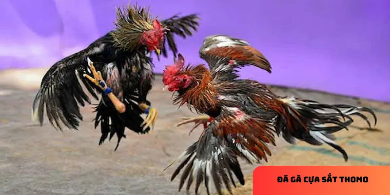 Đá gà cựa sắt Thomo: Những trận đấu kịch tính, dễ cược thắng 3 Chú thích: Quy trình tổ chức minh bạch tạo nên uy tín của Thomo.