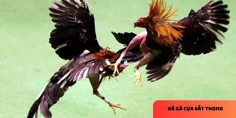 Đá gà cựa sắt Thomo: Những trận đấu kịch tính, dễ cược thắng 4 Chú thích: Cược dài hạn yêu cầu phân tích kỹ lưỡng nhưng mang lại giá trị cao.