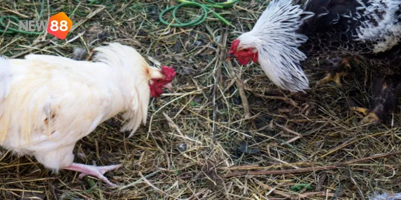 Đá gà hoàng gia quốc tế: Những trận đấu mãn nhãn và kịch tính năm 2024 4 Môi trường thi đấu kịch tính và huấn luyện viên tài ba.