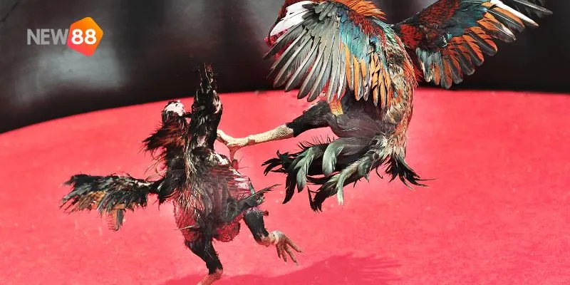 Những trận đấu gay cấn luôn để lại ấn tượng mạnh trong lòng người hâm mộ.