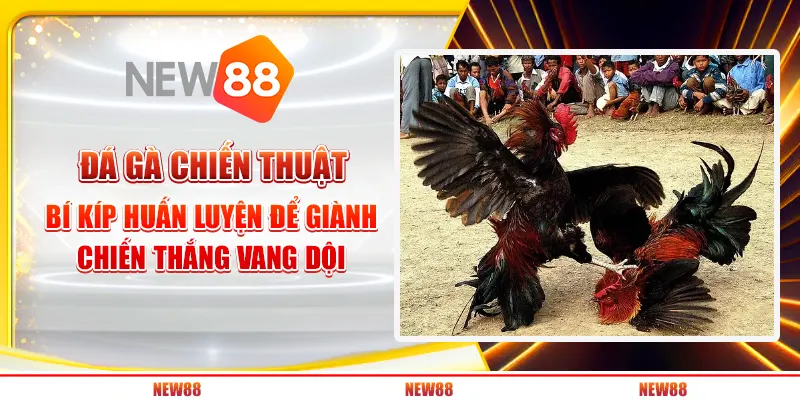 Đá gà chiến thuật: Bí kíp huấn luyện để giành chiến thắng vang dội