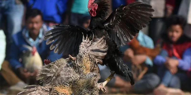 Tìm hiểu về đá gà tre