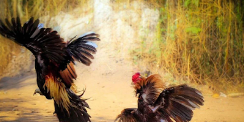 Luật chơi đá gà tre cần biết