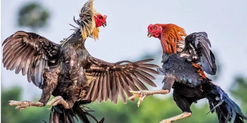 Bí quyết trở thành cao thủ đá gà tre hay