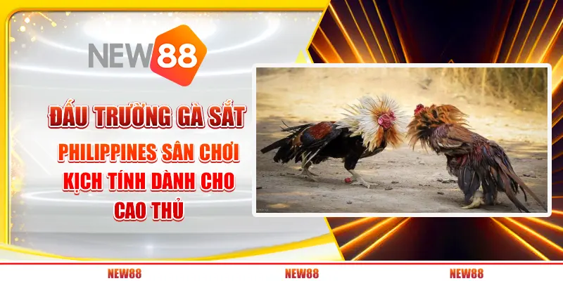 Đấu trường gà sắt Philippines: Sân chơi kịch tính dành cho cao thủ 1 Đấu trường gà sắt Philippines: Sân chơi kịch tính dành cho cao thủ