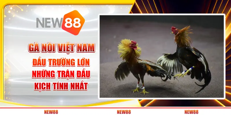 Gà nòi Việt Nam đấu trường lớn: Những trận đấu kịch tính nhất