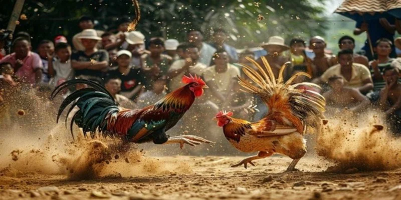 Hiểu rõ chuẩn về đá gà Campuchia trực tiếp