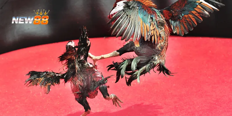 Đá Gà Cổ Điển: Chiến Lược Thắng Lợi Và Những Mẹo Từ Chuyên Gia 3 Tấn công và phòng thủ hợp lý.