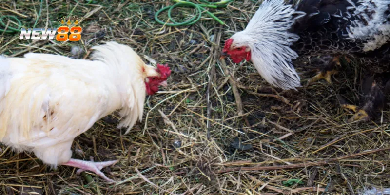 Đá Gà Cổ Điển: Chiến Lược Thắng Lợi Và Những Mẹo Từ Chuyên Gia 4 Kiên nhẫn và tỉnh táo trong đá gà.