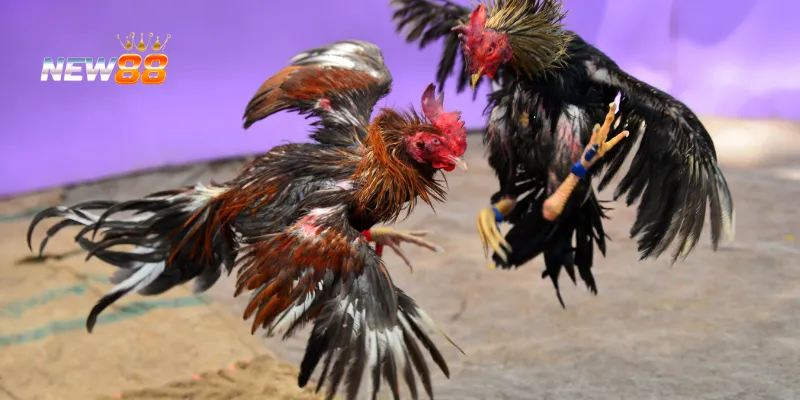 Đá Gà Cổ Điển: Chiến Lược Thắng Lợi Và Những Mẹo Từ Chuyên Gia 2 Chọn gà chiến có chất lượng cao.