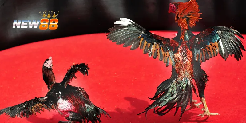 Đá Gà Sinh Tử: Màn So Găng Căng Thẳng Giữa Những Chiến Kê 4 Tâm lý và sự bình tĩnh trong Đá Gà Sinh Tử.