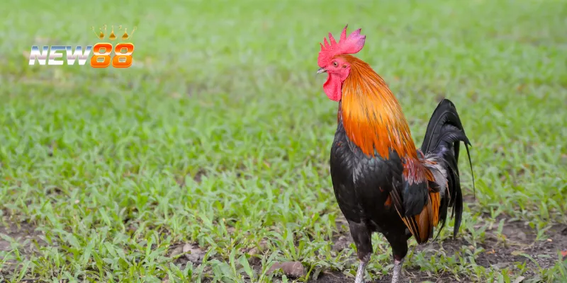 Đá Gà Sinh Tử: Màn So Găng Căng Thẳng Giữa Những Chiến Kê 3 Huấn luyện chiến kê để chiến thắng.