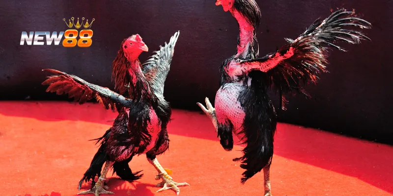 Trận Chiến Gà Tre: Cập Nhật Lịch Thi Đấu Và Chiến Lược Thắng Lớn 2 Những yếu tố quyết định đến kết quả trận đấu gà tre