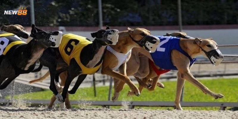 Tìm hiểu cơ bản về cược đua chó