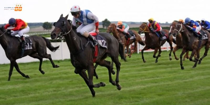 Mẹo đặt cược đua ngựa tại New88 - Kinh nghiệm vào tiền hợp lý 2 Khám phá quy tắc chơi cá cược đua ngựa